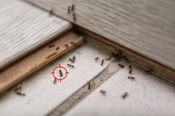 Best Termite Control Services  in Vassar College, NY