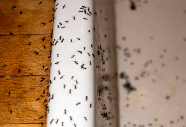 Pest Control for Restaurants in Vassar College, NY